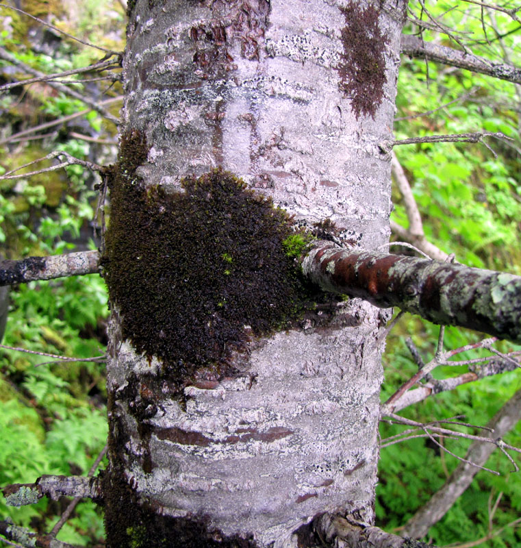 Frullania austinii